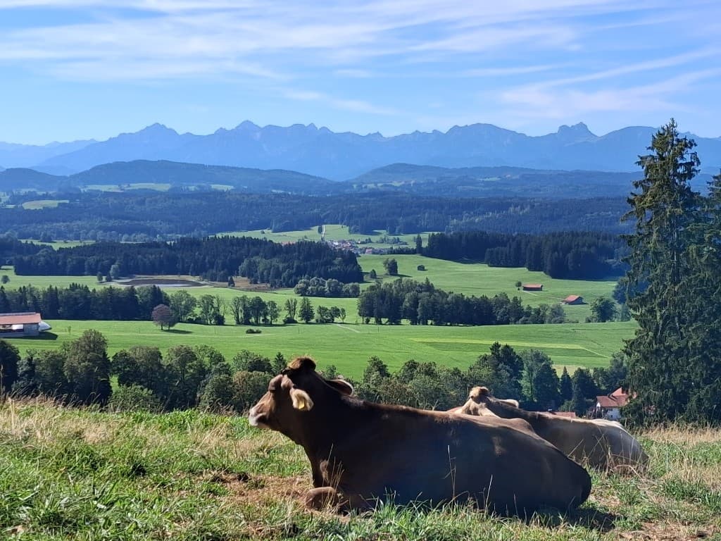 Allgäuer Weide mit Blick ins Tal